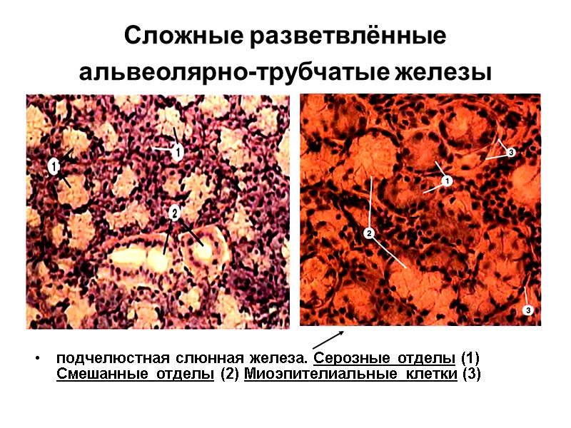 Сложные разветвлённые альвеолярно-трубчатые железы  подчелюстная слюнная железа. Серозные отделы (1) Смешанные отделы (2)